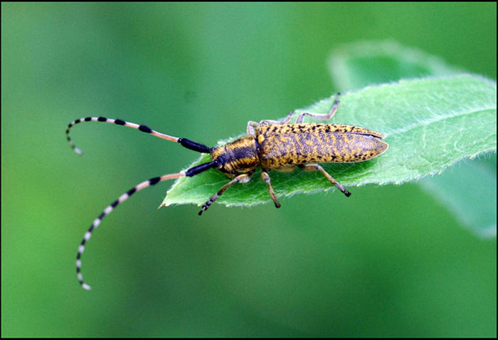 Agapanthia cfr.sicula malmerendii (Cerambycidae)